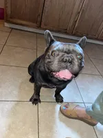 Leo, a male French Bulldog for sale in Winton, CA – Photo 5 of 7