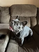 Leo, a male French Bulldog for sale in Winton, CA – Photo 3 of 7