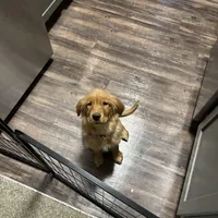 Gigi, a female Golden Retriever for sale in Eden Prairie, MN – Photo 5 of 6