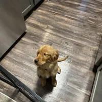 Gigi, a female Golden Retriever for sale in Eden Prairie, MN – Photo 4 of 6