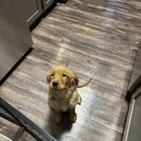 Gigi, a female Golden Retriever for sale in Eden Prairie, MN – Photo 6 of 6