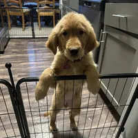 Gigi, a female Golden Retriever for sale in Eden Prairie, MN – Photo 1 of 6