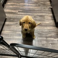 Gigi, a female Golden Retriever for sale in Eden Prairie, MN – Photo 2 of 6