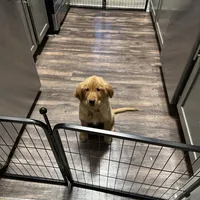 Gigi, a female Golden Retriever for sale in Eden Prairie, MN – Photo 3 of 6