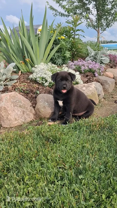 Blossom 🌸  – Shiba Inu, Labrador Retriever puppy for sale in Loyal, WI
