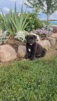 Blossom 🌸 , a female Shiba Inu and Labrador Retriever for sale in Loyal, WI – 1 of 1