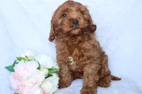Miss Brit, a female Cockapoo for sale in Loyal, WI – 2 of 10