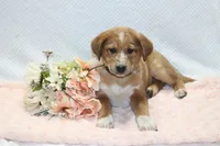 Sue, a female Shiba Inu for sale in Loyal, WI – 3 of 4