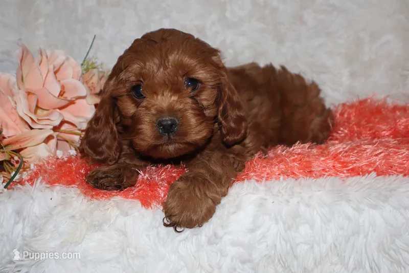 Miss Brit – Cockapoo puppy for sale in Loyal, WI