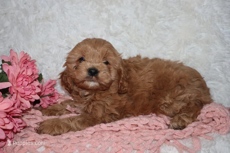 Miss Beau – Cockapoo puppy for sale in Loyal, WI