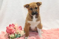 Stacy, a female Shiba Inu for sale in Loyal, WI – 2 of 4