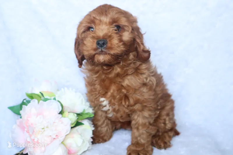 Miss Brit – Cockapoo puppy for sale in Loyal, WI