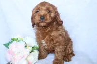 Miss Brit, a female Cockapoo for sale in Loyal, WI – 1 of 10