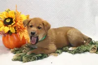 Snickers, a male Shiba Inu for sale in Loyal, WI – 1 of 4