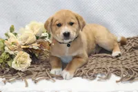 Shadow, a male Shiba Inu for sale in Loyal, WI – 3 of 3