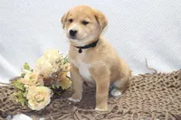 Shadow, a male Shiba Inu for sale in Loyal, WI – 2 of 3