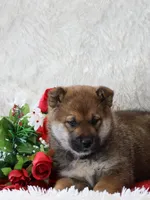 Milo, a male Shiba Inu for sale in Loyal, WI – Photo 2 of 2