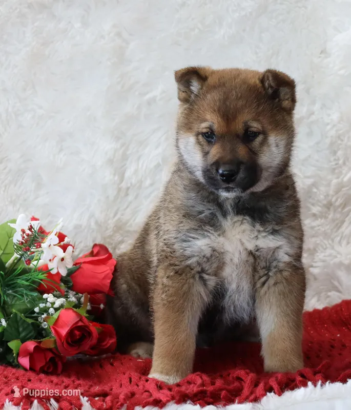 Milo, a male Shiba Inu for sale in Loyal, WI – Photo 1 of 2