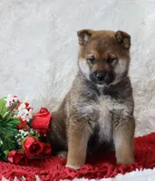 Milo, a male Shiba Inu for sale in Loyal, WI – Photo 1 of 2