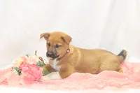 Stacy, a female Shiba Inu for sale in Loyal, WI – 4 of 4