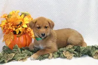 Snickers, a male Shiba Inu for sale in Loyal, WI – 3 of 4
