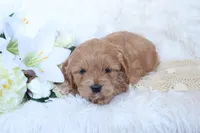 Miss Beau, a female Cockapoo for sale in Loyal, WI – Photo 3 of 3