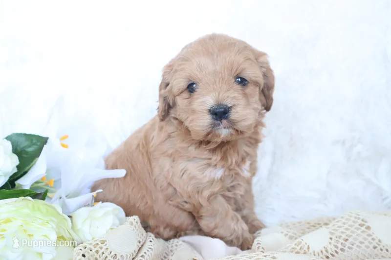 Miss Beau – Cockapoo puppy for sale in Loyal, WI