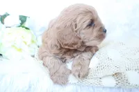 Miss Beau, a female Cockapoo for sale in Loyal, WI – Photo 2 of 3