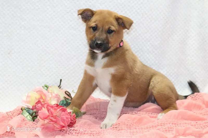 Stacy – Shiba Inu puppy for sale in Loyal, WI
