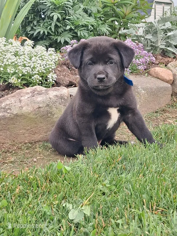 Barker  – Shiba Inu, Labrador Retriever puppy for sale in Loyal, WI