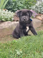 Barker , a male Shiba Inu and Labrador Retriever for sale in Loyal, WI – 1 of 1