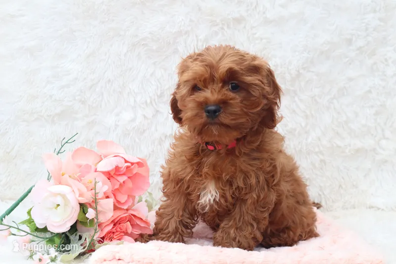 Miss Brit – Cockapoo puppy for sale in Loyal, WI