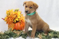 Snickers, a male Shiba Inu for sale in Loyal, WI – 2 of 4