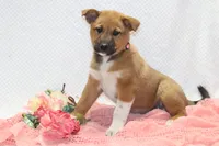 Stacy, a female Shiba Inu for sale in Loyal, WI – 3 of 4
