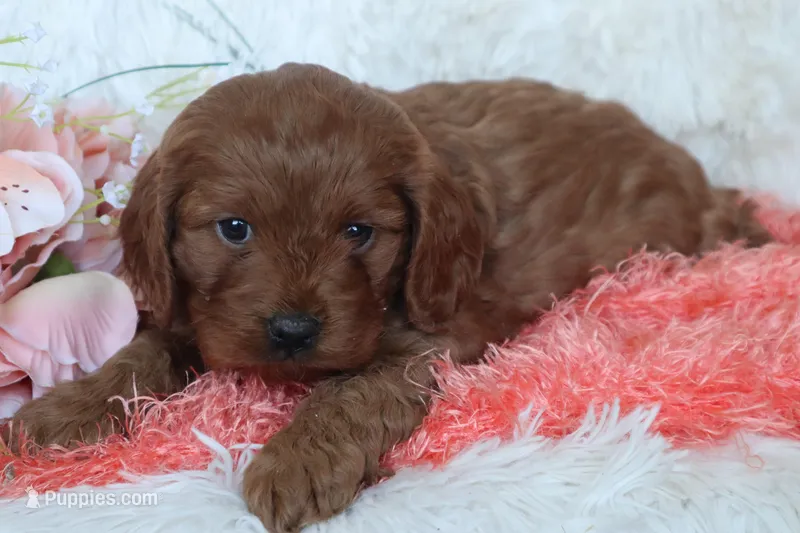 Miss Brit – Cockapoo puppy for sale in Loyal, WI