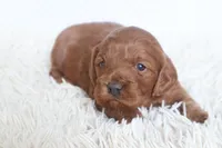 Miss Brit, a female Cockapoo for sale in Loyal, WI – Photo 7 of 7