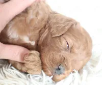 Miss Brit, a female Cockapoo for sale in Loyal, WI – Photo 6 of 7