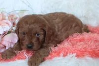Miss Brit, a female Cockapoo for sale in Loyal, WI – Photo 2 of 7