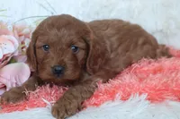 Miss Brit, a female Cockapoo for sale in Loyal, WI – Photo 4 of 7