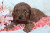 Miss Brit, a female Cockapoo for sale in Loyal, WI – Photo 3 of 7