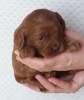 Miss Brit, a female Cockapoo for sale in Loyal, WI – Photo 5 of 7