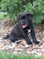Barry, a male Shiba Inu and Labrador Retriever for sale in Loyal, WI – 1 of 1
