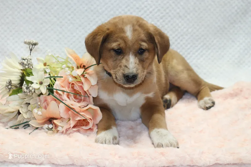 Sue – Shiba Inu puppy for sale in Loyal, WI