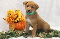 Snickers, a male Shiba Inu for sale in Loyal, WI – 4 of 4