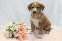 Sue, a female Shiba Inu for sale in Loyal, WI – 2 of 4