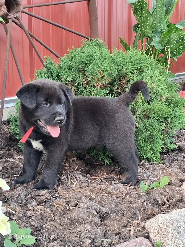 Bingo – Shiba Inu, Labrador Retriever puppy for sale in Loyal, WI