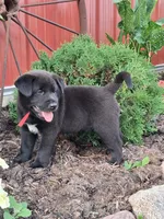 Bingo, a male Shiba Inu and Labrador Retriever for sale in Loyal, WI – 1 of 1