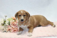 Sue, a female Shiba Inu for sale in Loyal, WI – 4 of 4