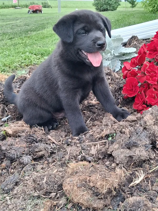 Buddy – Shiba Inu, Labrador Retriever puppy for sale in Loyal, WI