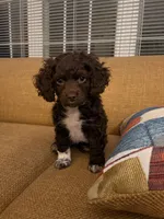 Rosie, a female Cockapoo for sale in Sun Prairie, WI – Photo 6 of 8